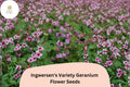 Ingwersen's Geranium Seeds â€“ Pink Star-Like Blooms, Hardy Perennial