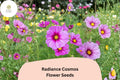 Radiance Cosmos Seeds | Pink Magenta Flowers | Cosmos bipinnatus | Garden Annual for Borders & Pollinators