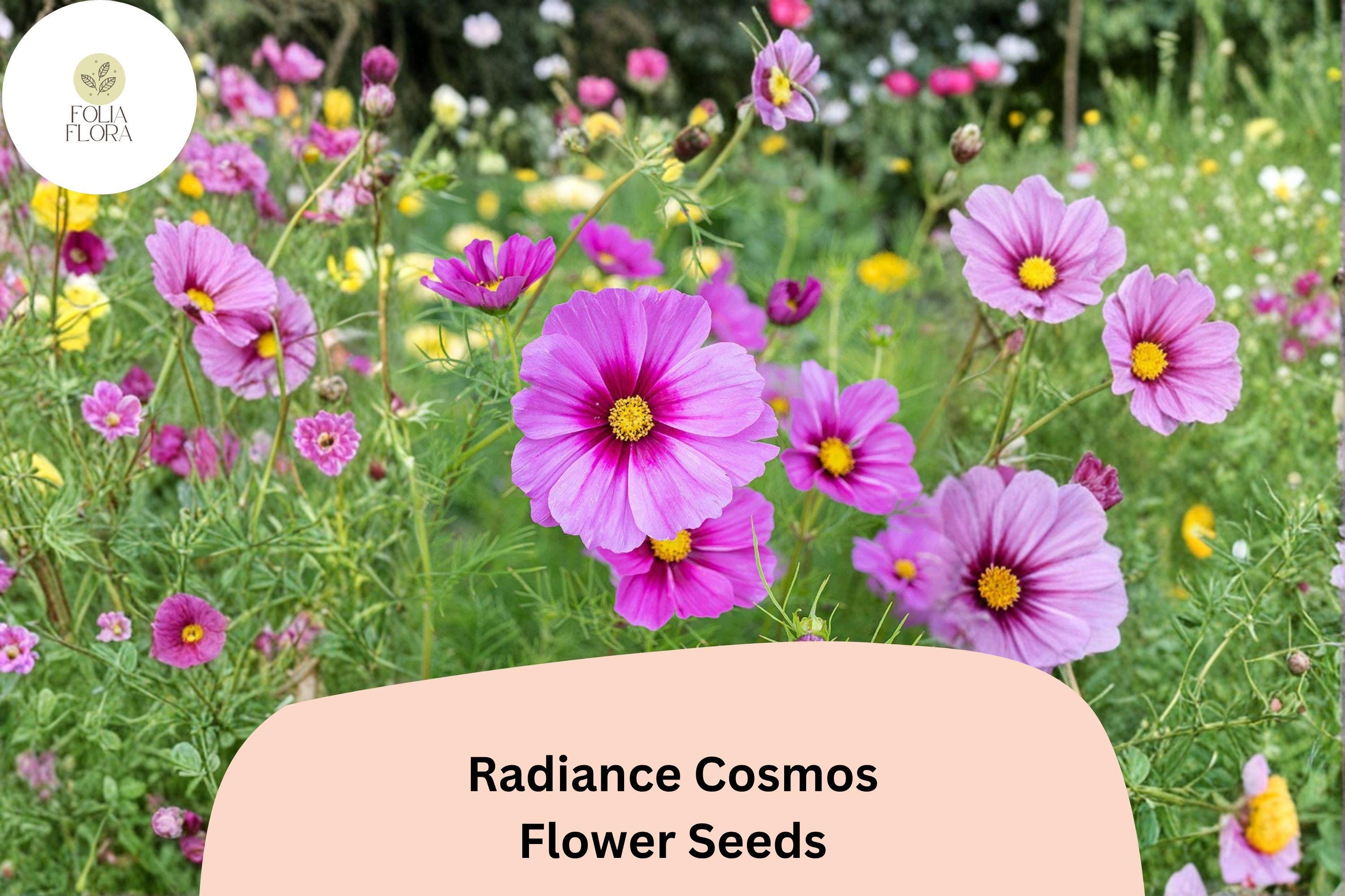Radiance Cosmos Seeds | Pink Magenta Flowers | Cosmos bipinnatus | Garden Annual for Borders & Pollinators