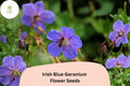 Irish Blue Geranium Seeds - Perennial Flower, Bright Blue, Geranium x cantabrigiense, 25+ Seeds for Garden Beds & Containers