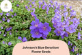 25+ Johnson's Blue Geranium Seeds for Garden Planting â€“ Purple Flowers, Hardy Perennial