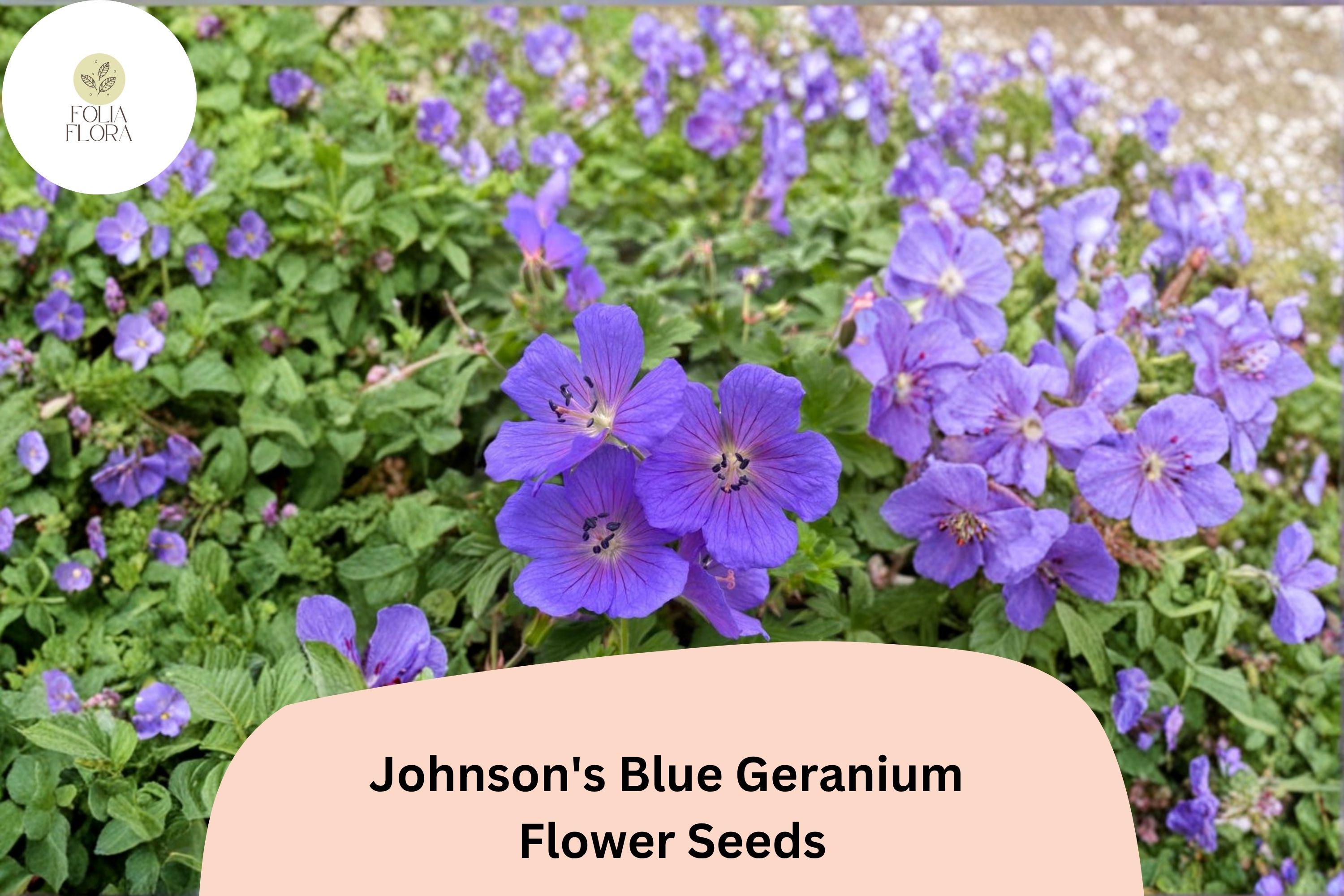25+ Johnson's Blue Geranium Seeds for Garden Planting â€“ Purple Flowers, Hardy Perennial