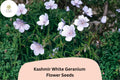 25+ Kashmir White Geranium Seeds for Garden Planting â€“ Pure White Flowers, Hardy Perennial