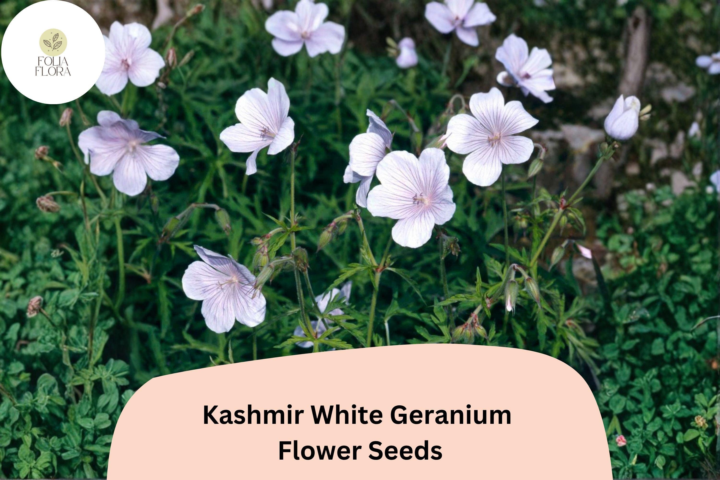 25+ Kashmir White Geranium Seeds for Garden Planting â€“ Pure White Flowers, Hardy Perennial