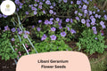 25+ Libani Geranium Seeds – Purple Flowers, Hardy Perennial, Geranium libani for Garden Beds & Containers