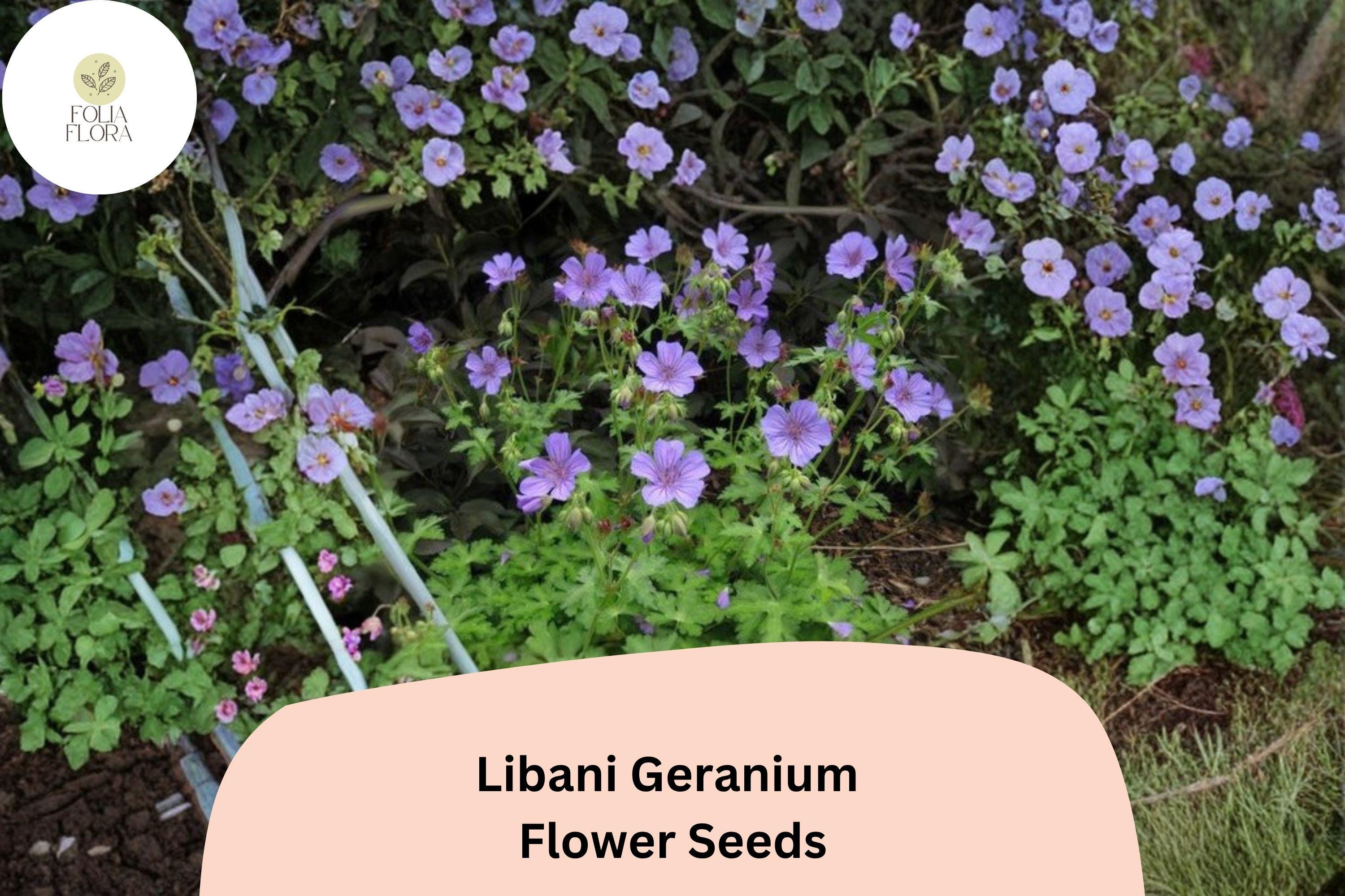 25+ Libani Geranium Seeds – Purple Flowers, Hardy Perennial, Geranium libani for Garden Beds & Containers