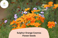 Sulphur Orange Cosmos Seeds | Vibrant Orange Annual Flowers for Pollinator Gardens | Cosmos sulphureus, 200+ Seeds