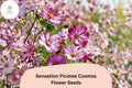 Sensation Picotee Cosmos Seeds – White Flowers with Pink Edges, 200+ Cosmos bipinnatus, Easy to Grow, Pollinator-Friendly, Summer Blooms