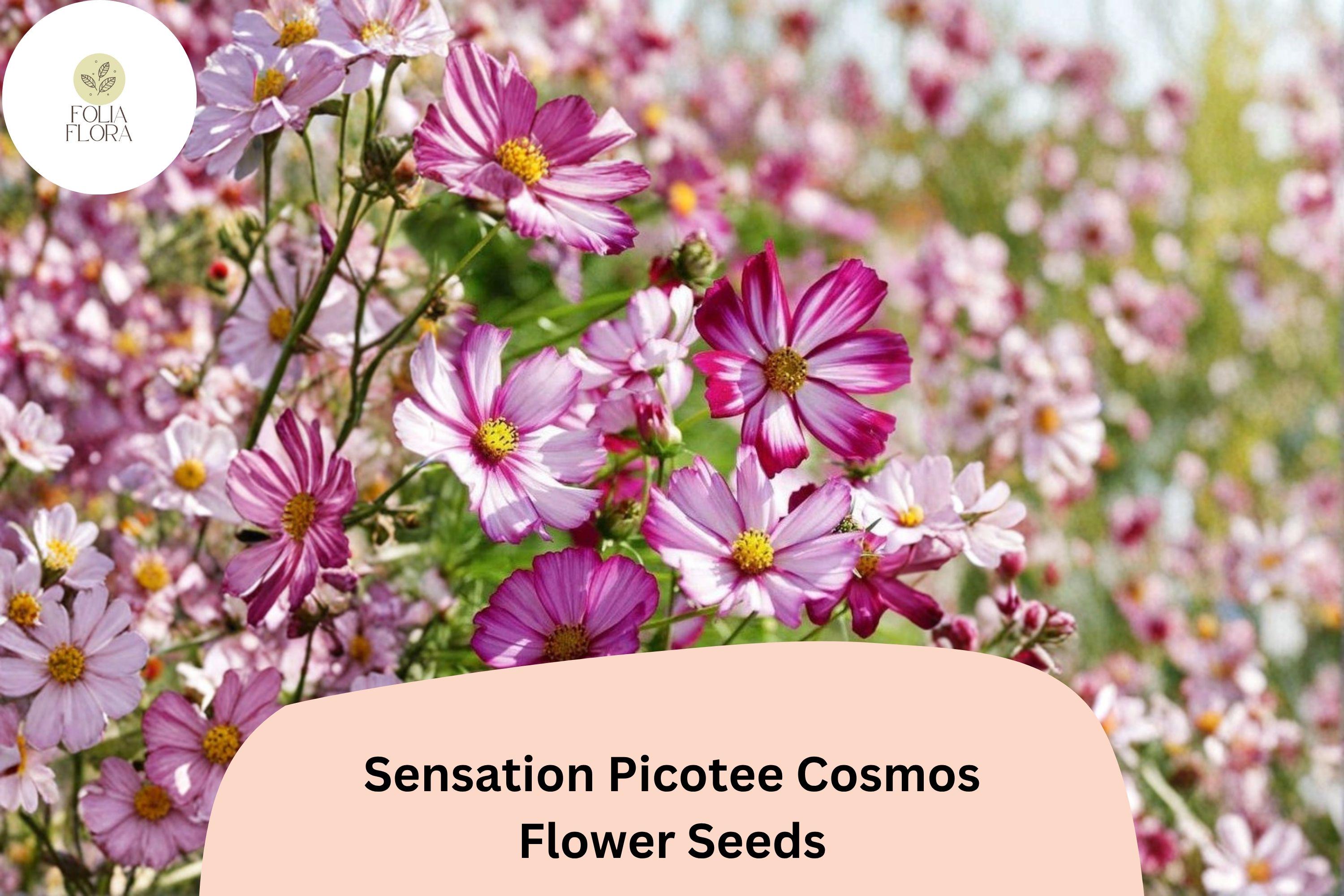 Sensation Picotee Cosmos Seeds – White Flowers with Pink Edges, 200+ Cosmos bipinnatus, Easy to Grow, Pollinator-Friendly, Summer Blooms