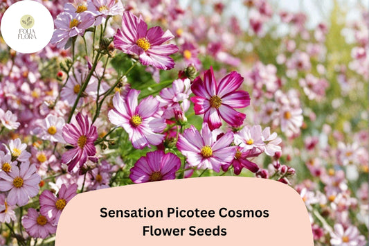 Sensation Picotee Cosmos Seeds – White Flowers with Pink Edges, 200+ Cosmos bipinnatus, Easy to Grow, Pollinator-Friendly, Summer Blooms