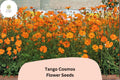 Tango Cosmos Seeds | Bright Orange Annual Flowers for Borders, Pollinator Gardens | Cosmos sulphureus, 200+ Seeds