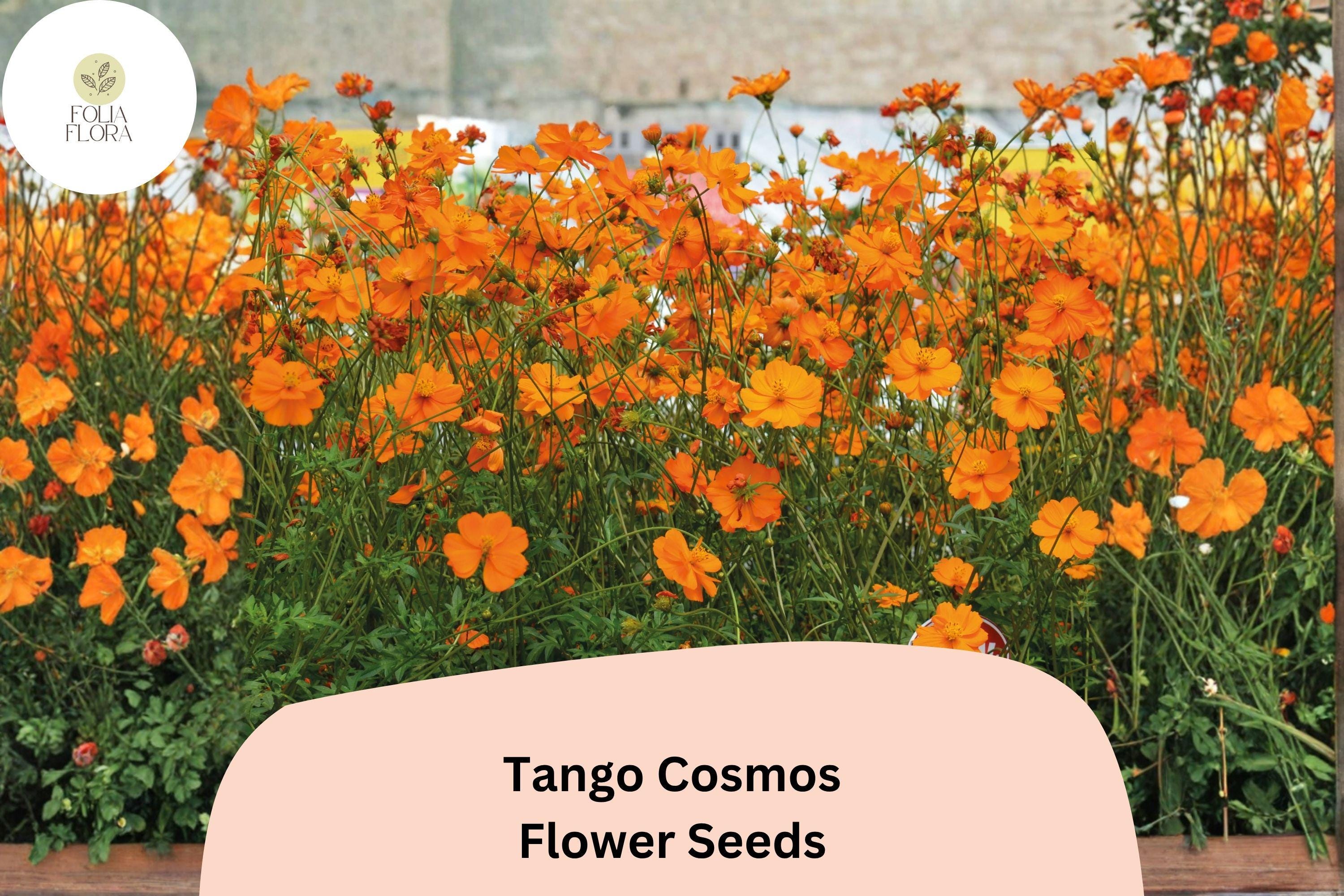 Tango Cosmos Seeds | Bright Orange Annual Flowers for Borders, Pollinator Gardens | Cosmos sulphureus, 200+ Seeds