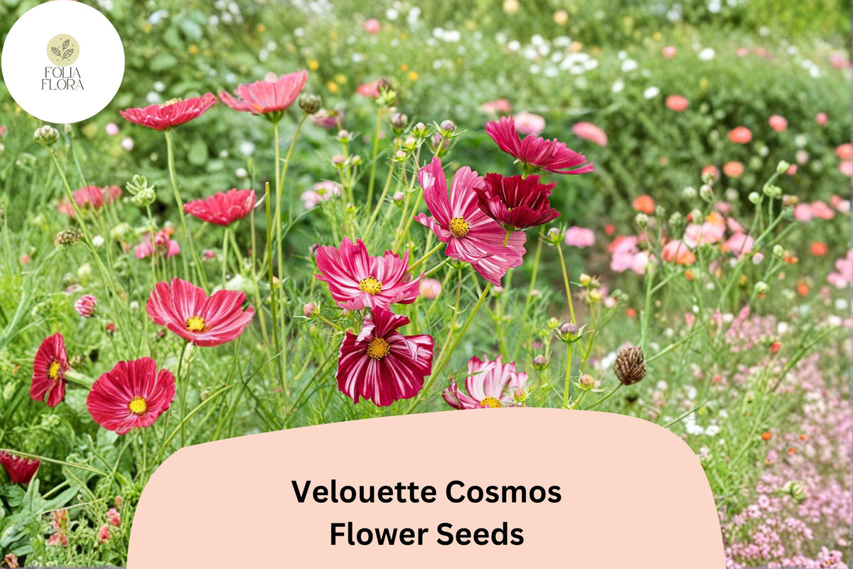 Velouette Cosmos Seeds | Red & White Striped Blooms | Cosmos bipinnatus | Pollinator-Friendly Annual for Borders & Gardens
