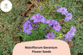 25+ Malviflorum Geranium Seeds – Purple Flowers, Hardy Perennial, Pollinator Friendly, Geranium malviflorum for Garden Beds & Containers