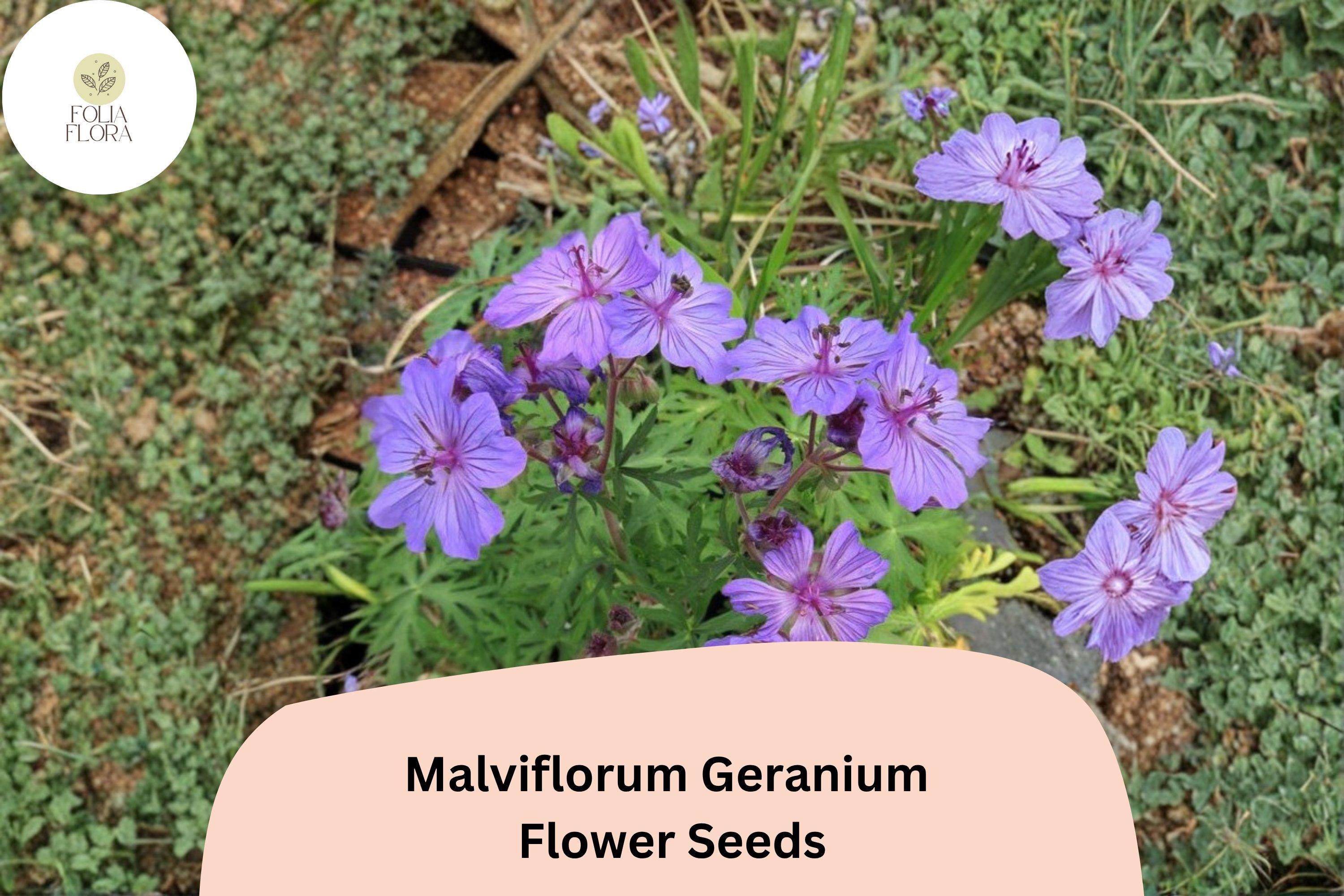 25+ Malviflorum Geranium Seeds – Purple Flowers, Hardy Perennial, Pollinator Friendly, Geranium malviflorum for Garden Beds & Containers