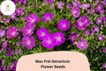 25+ Max Frei Geranium Seeds – Purple Blooms, Hardy Perennial, Pollinator Friendly, Geranium 'Max Frei' for Garden Beds & Containers