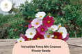Versailles Tetra Cosmos Seeds | Tall Mix, Cut Flower Garden, Cosmos bipinnatus, Pollinator-Friendly, Summer Bloom