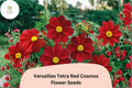 Versailles Tetra Red Cosmos Seeds | Tall Annual Flower | Bright Red Blooms | Cosmos bipinnatus for Borders & Cut Flowers