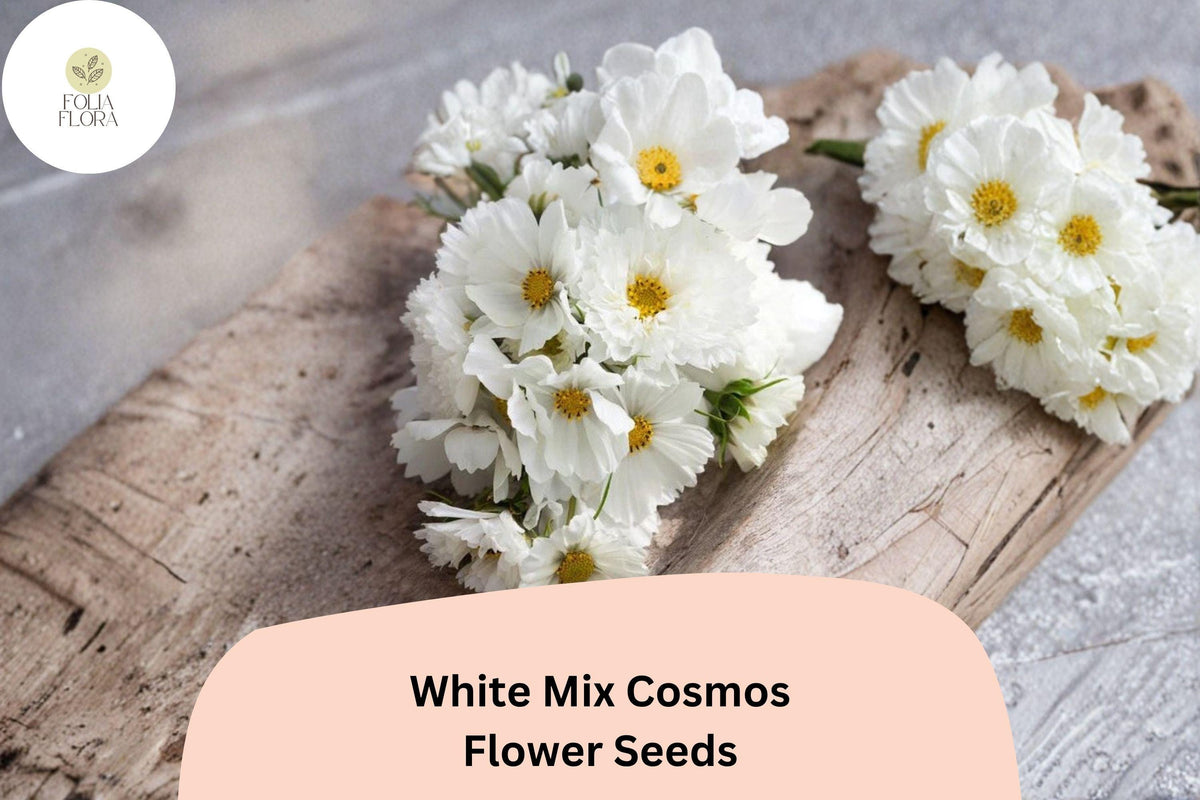 White Cosmos Seeds | 200+ Pure White Blooming Annuals | Cosmos bipinnatus for Gardens, Borders & Bouquets