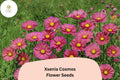 Xsenia Cosmos Seeds | Peach Pink Cosmos bipinnatus | Pollinator-Friendly Annual for Garden & Cut Flowers, 200+ Seeds