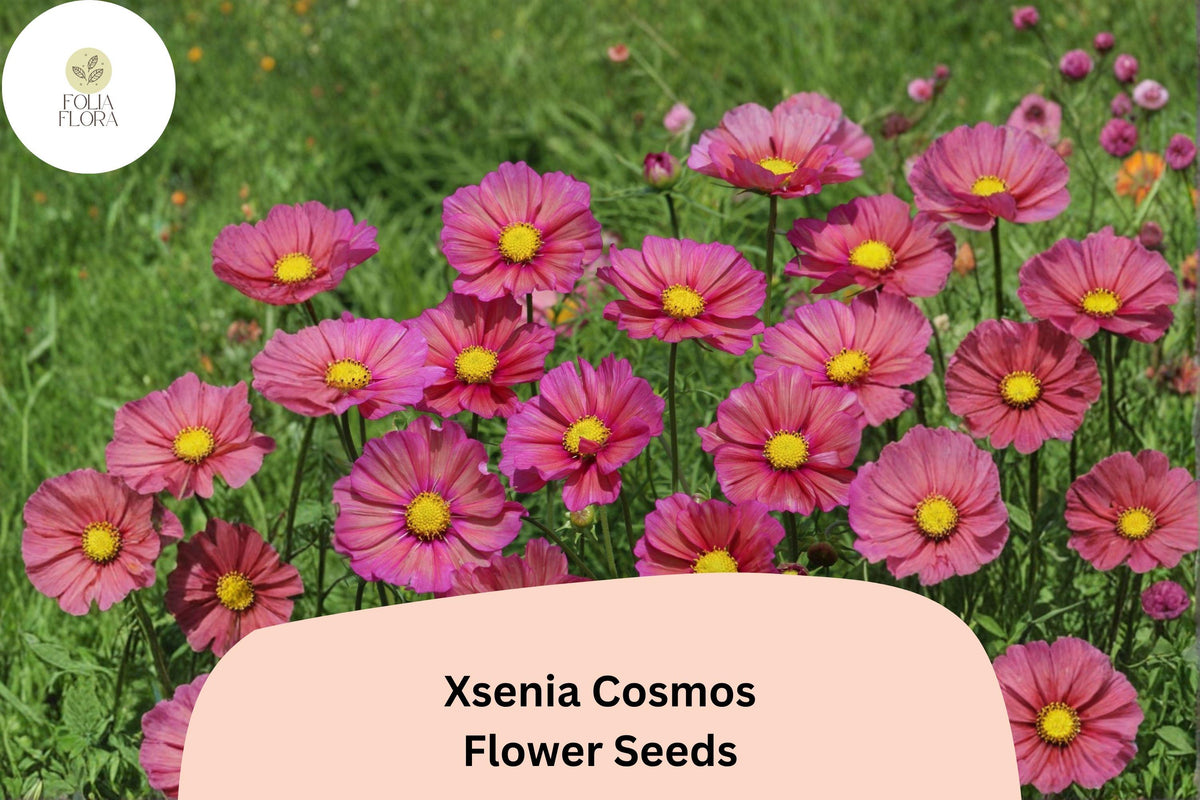Xsenia Cosmos Seeds | Peach Pink Cosmos bipinnatus | Pollinator-Friendly Annual for Garden & Cut Flowers, 200+ Seeds
