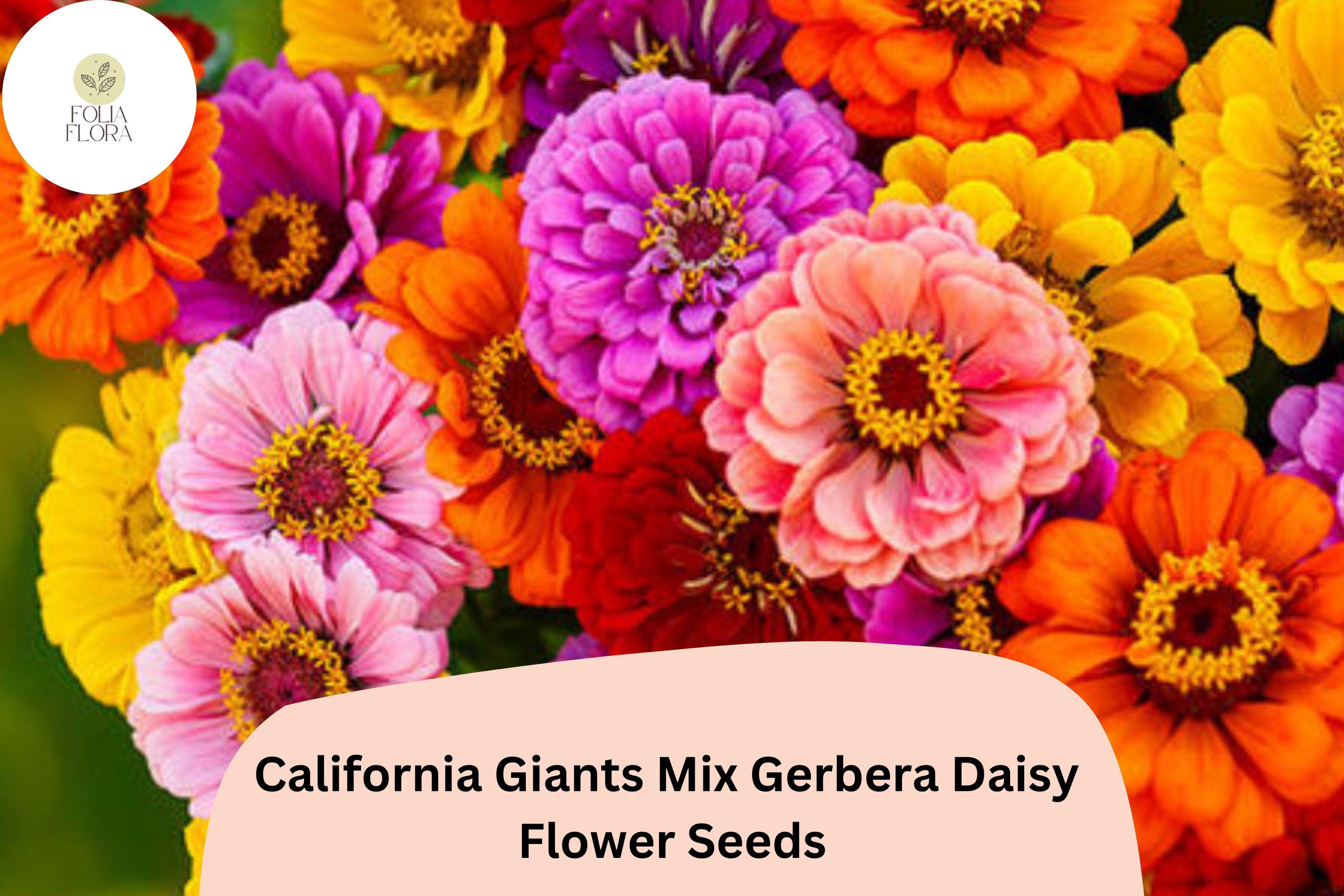 California Giants Gerbera Daisy Seeds | Bright Mixed Colors | Gerbera jamesonii Flower Seeds for Garden, Pots & Cut Flowers