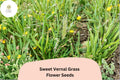 300 Sweet Vernal Grass Seeds – Fragrant Ornamental Perennial Anthoxanthum odoratum for Meadows, Borders & Lawns