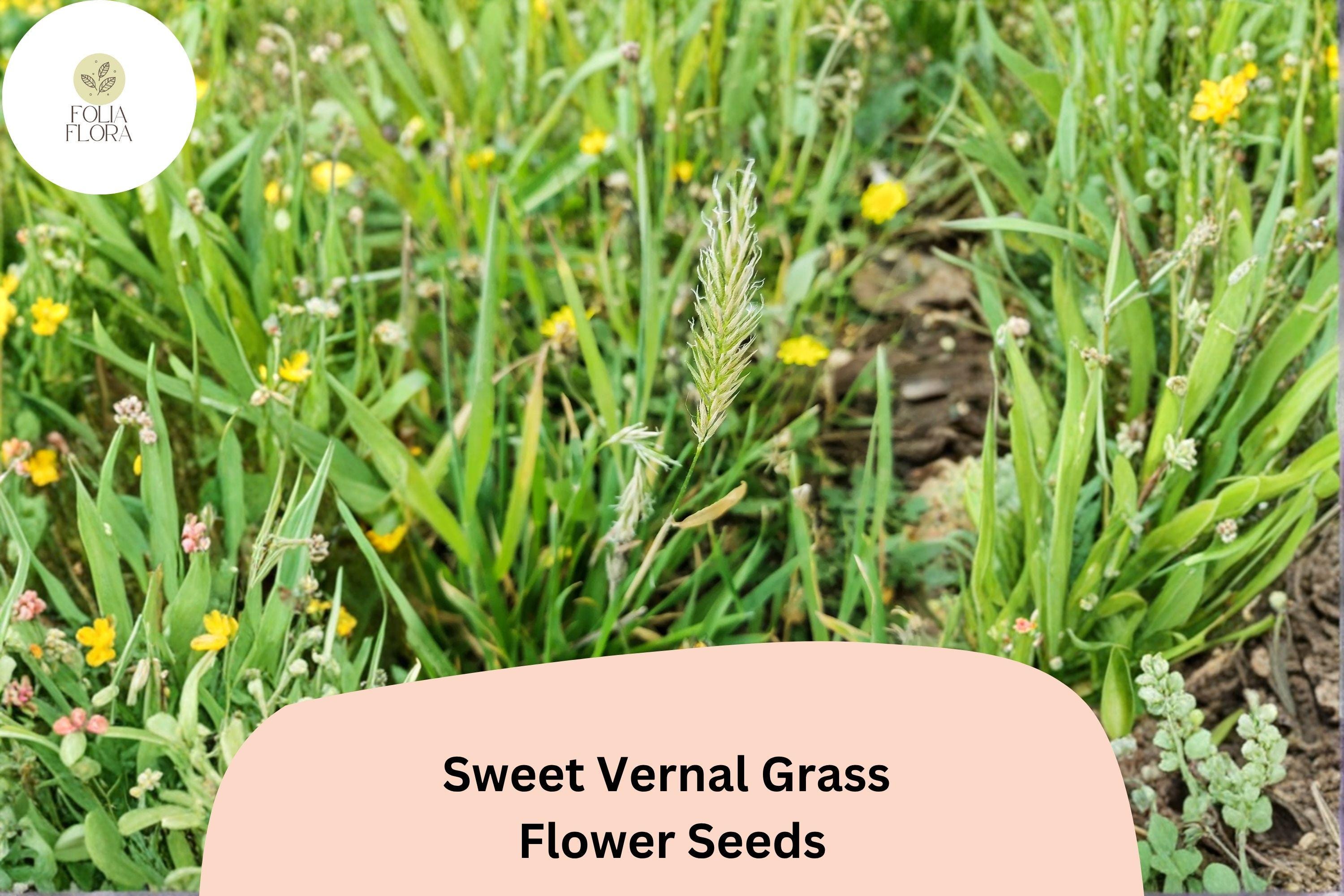 300 Sweet Vernal Grass Seeds – Fragrant Ornamental Perennial Anthoxanthum odoratum for Meadows, Borders & Lawns
