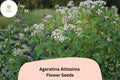 Ageratina altissima Seeds | White Snakeroot Perennial Wildflower for Shade Gardens | Native Pollinator Plant, 500 Seeds