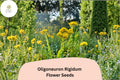 700 Oligoneuron rigidum Seeds | Stiff Goldenrod Perennial Wildflower | Native Yellow Pollinator Plant