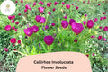 Callirhoe involucrata Seeds | Purple Poppy Mallow Wildflower | Native Perennial Groundcover for Pollinator Gardens