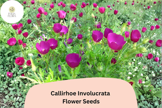 Callirhoe involucrata Seeds | Purple Poppy Mallow Wildflower | Native Perennial Groundcover for Pollinator Gardens