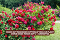 Knock Out Red Rose Bush Cuttings - 3 Unrooted 6 Inch Live Plant, Rosa 'Radrazz' for Garden, Landscape & Container Growth