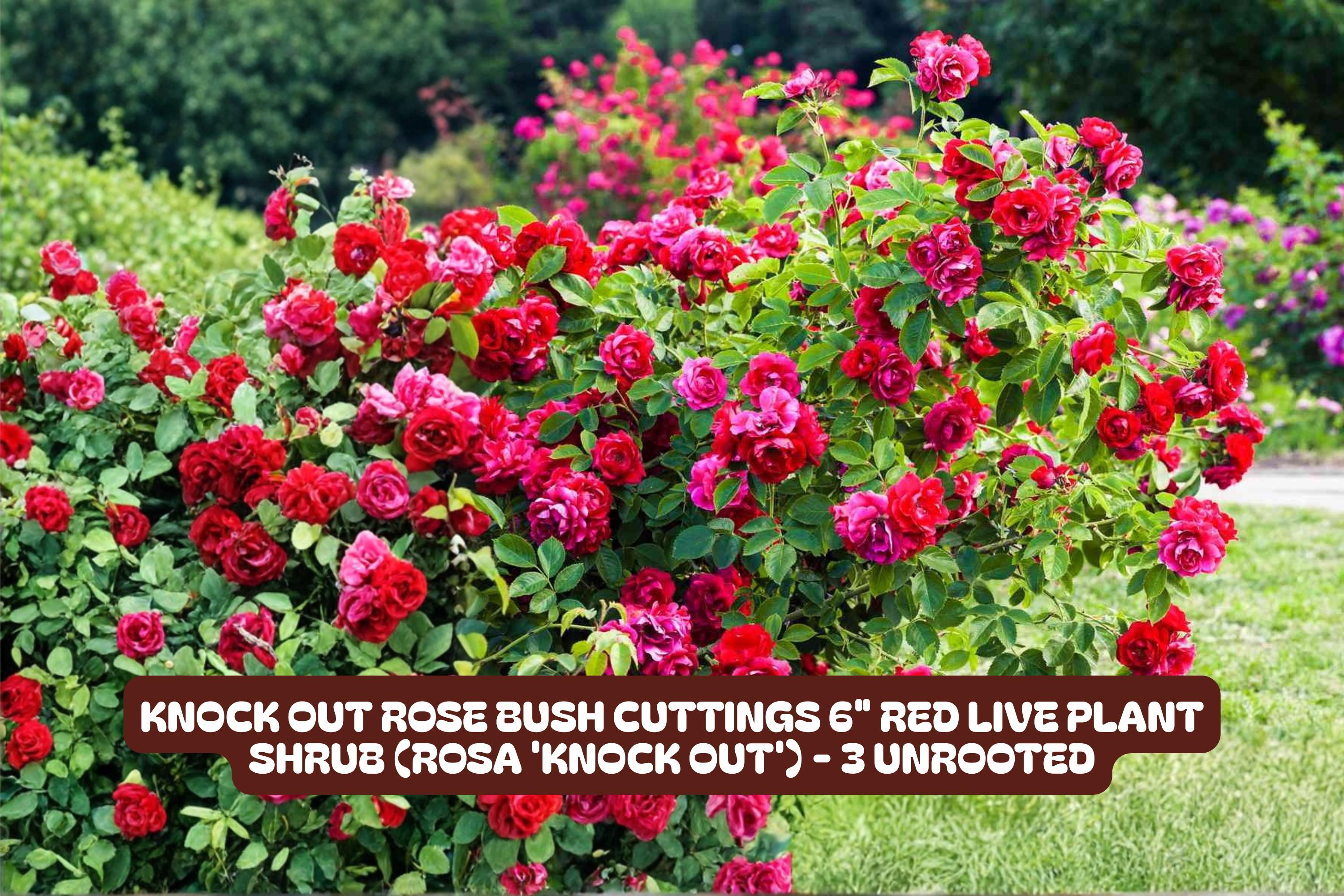 Knock Out Red Rose Bush Cuttings - 3 Unrooted 6 Inch Live Plant, Rosa 'Radrazz' for Garden, Landscape & Container Growth
