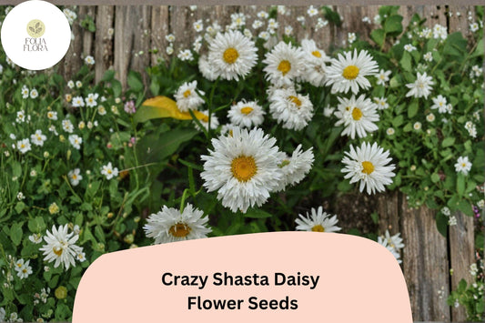 Crazy Shasta Daisy Seeds | White Perennial Flower Garden Blooms