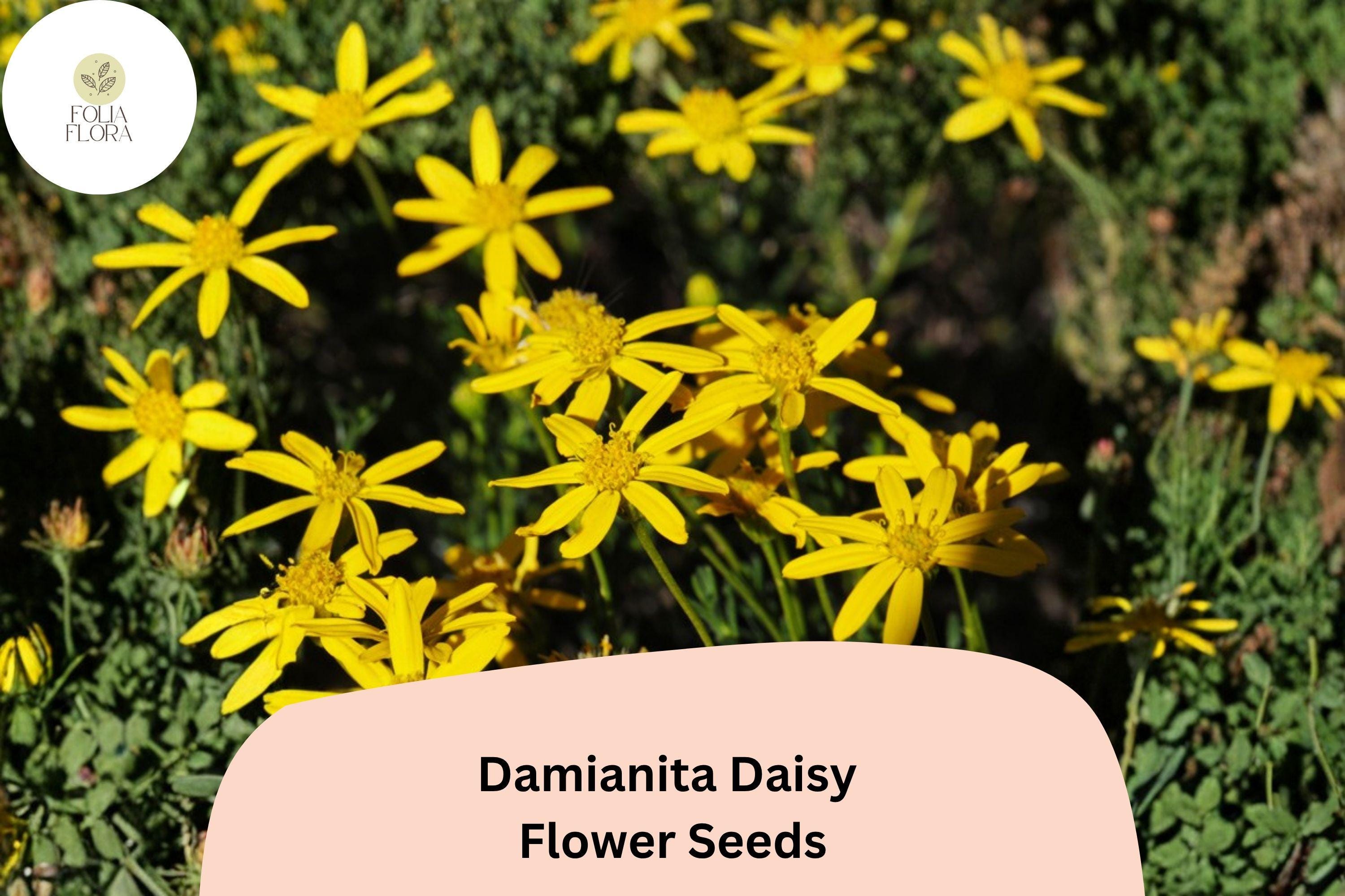 200+ Damianita Daisy Seeds | Chrysactinia mexicana | Golden-Yellow Blooms | Drought-Tolerant Perennial Flower