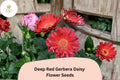 200+ Deep Red Gerbera Daisy Seeds | Gerbera jamesonii | Bright Cut Flower for Garden Beds & Containers