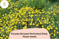 200+ Euryops Daisy Seeds | Euryops pectinatus | Yellow Blooms | Drought-Tolerant Perennial Flower