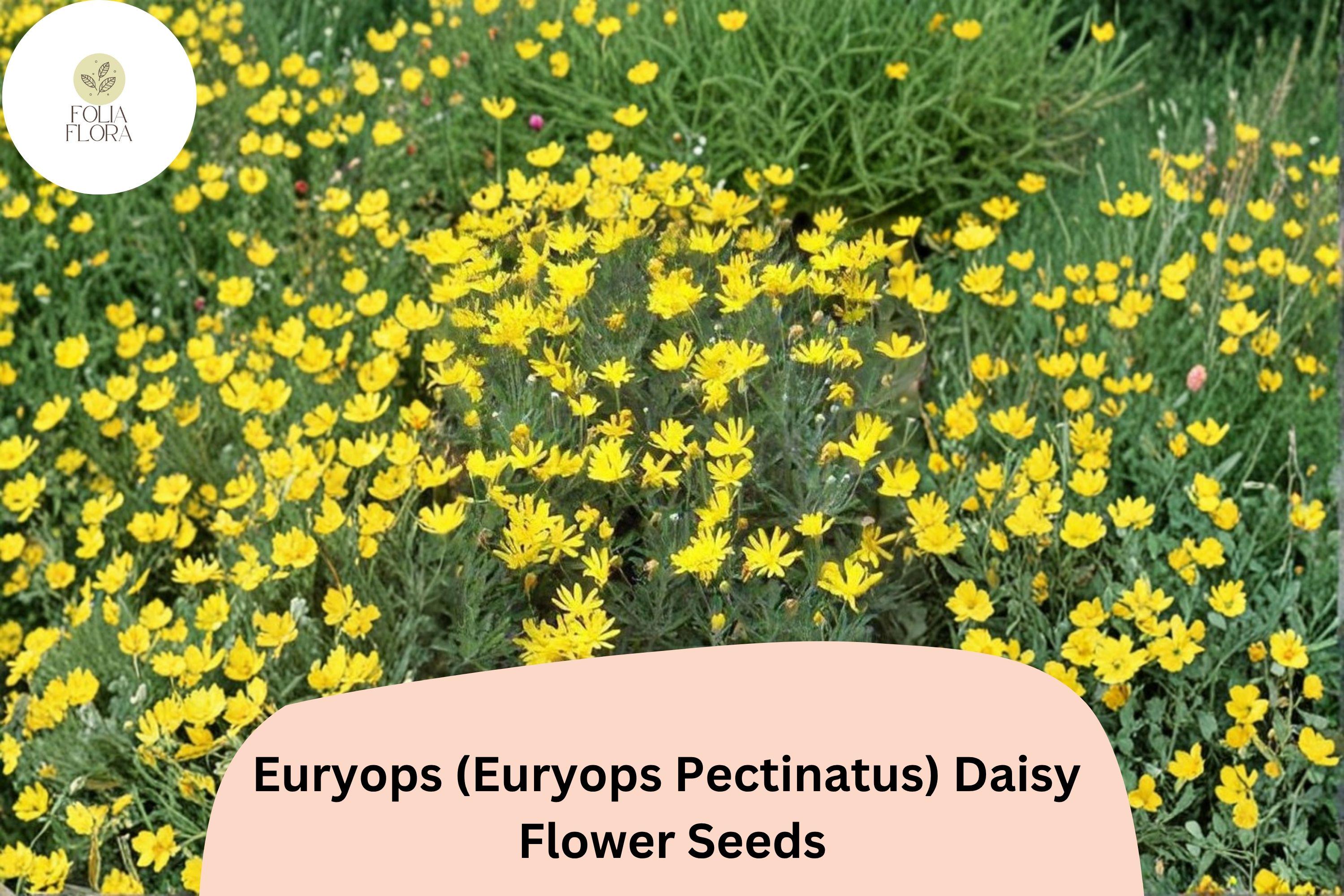 200+ Euryops Daisy Seeds | Euryops pectinatus | Yellow Blooms | Drought-Tolerant Perennial Flower