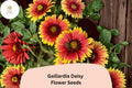 200+ Gaillardia pulchella Seeds | Blanket Flower Perennial | Red and Yellow Bi-Color Blooms | Drought-Tolerant Pollinator-Friendly Seeds
