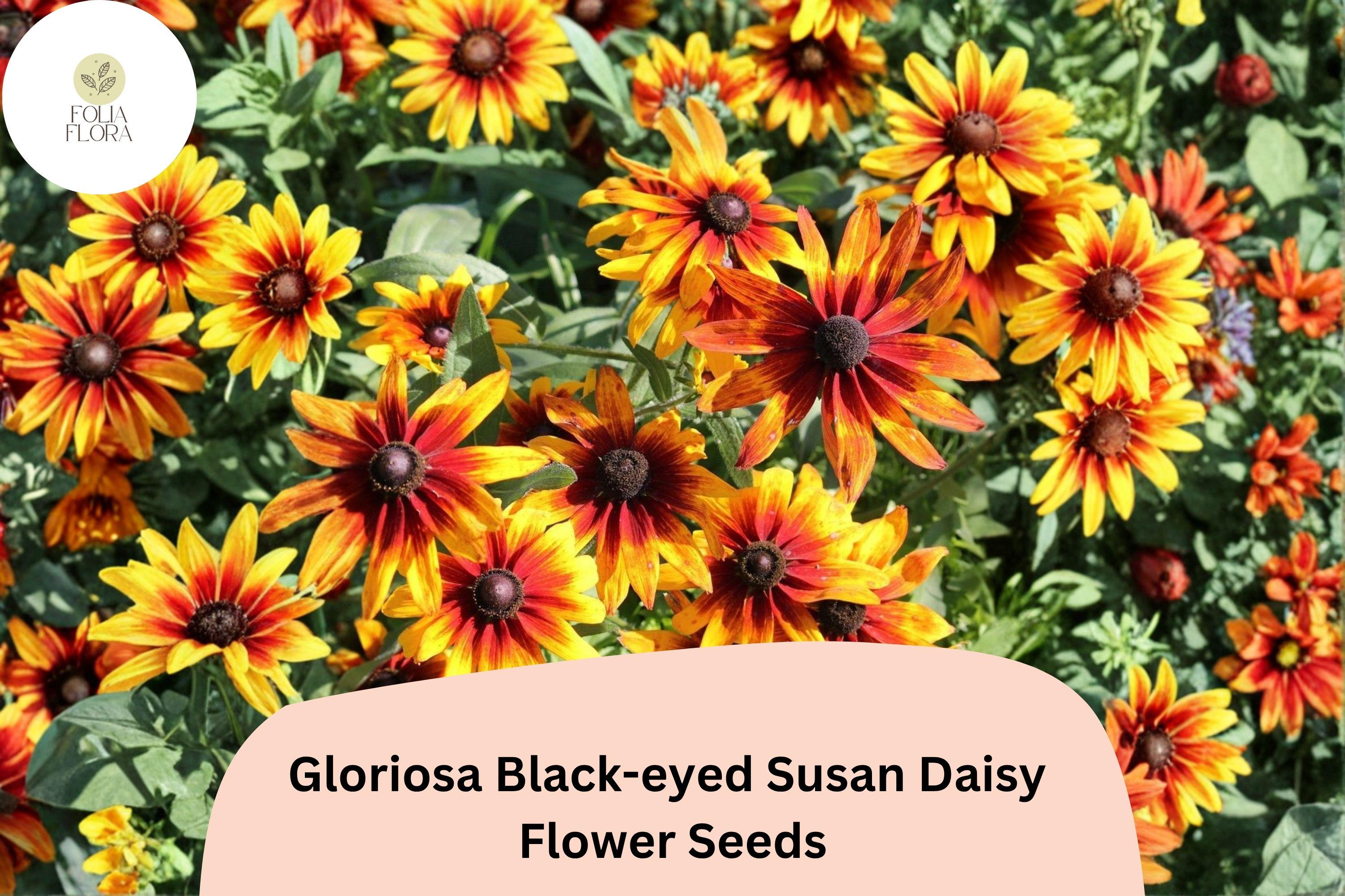 200+ Gloriosa Black-eyed Susan Daisy Seeds | Rudbeckia hirta | Yellow & Red Bicolor Blooms | Pollinator & Butterfly Garden Seeds