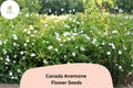 Canada Anemone Seeds | Native White Wildflower for Shade & Pollinator Gardens | Anemone canadensis, Perennial Ground Cover