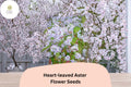 500 Symphyotrichum cordifolium Seeds | Heart-leaved Aster | Native Purple Wildflower for Shade & Pollinator Gardens