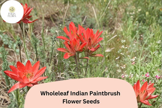 100 Castilleja integra Seeds | Wholeleaf Indian Paintbrush Wildflower | Native Red-Orange Perennial for Pollinator Gardens