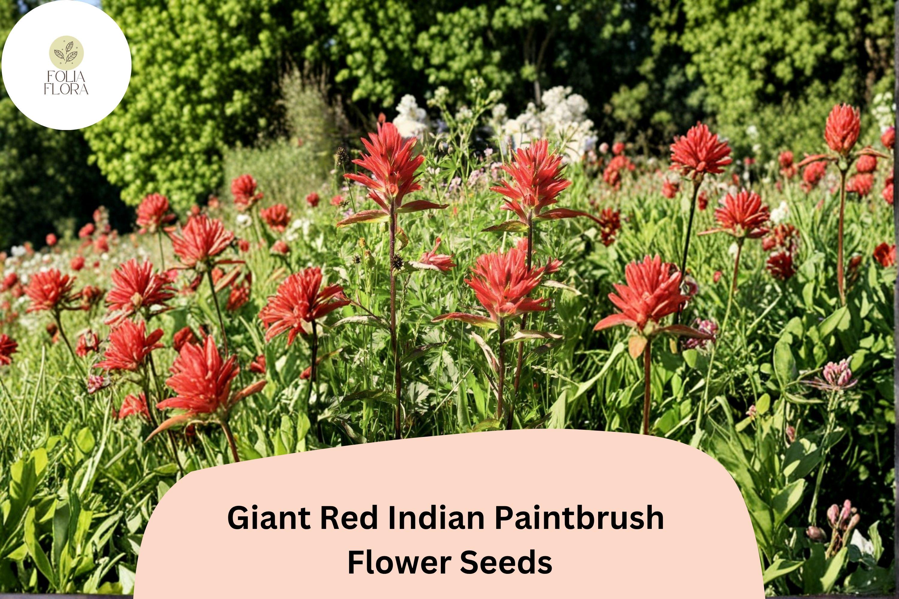 100 Castilleja miniata Seeds | Giant Red Indian Paintbrush Wildflower for Pollinator Gardens & Meadow Planting