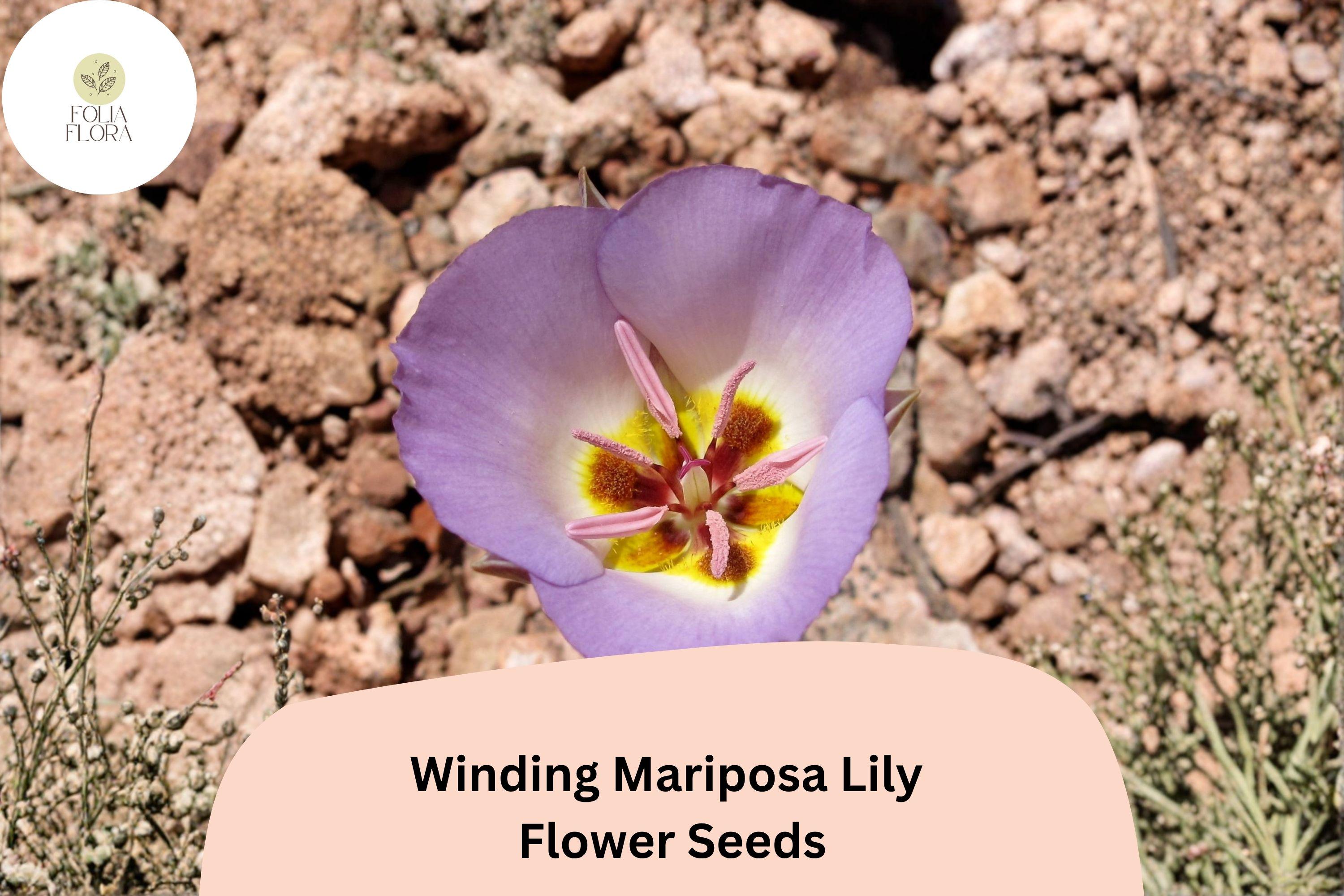 30 Calochortus flexuosus Seeds | Winding Mariposa Lily Pink Lavender Wildflower for Rock & Desert Gardens
