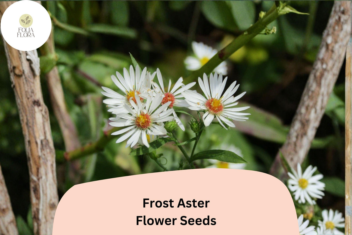 100 Aster pilosus Seeds | Symphyotrichum pilosum | Frost Aster Wildflower | White Native Pollinator Plant