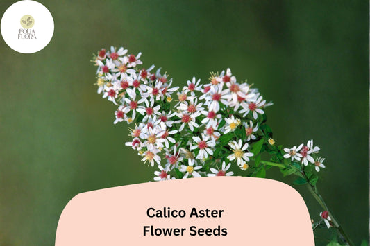 100 Symphyotrichum lateriflorum Seeds | Calico Aster Perennial Wildflower | Native Pollinator Plant for Meadow Gardens