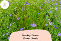 5000 Mimulus ringens Seeds | Allegheny Monkey Flower | Purple Native Perennial for Wetland & Pollinator Gardens