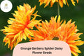 50+ Orange Gerbera Jamesonii Seeds | Spider Daisy with Unique Petal Shape | Bright Garden Flowers for Borders & Pots